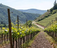 6 febbraio - Agricoltura eroica: eccellenze liguri e sfide per lo sviluppo