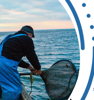 Sino al  31 marzo 2026 - Efficientamento energetico nella pesca: bando regionale