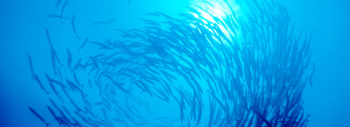 Sustainable Blue Economy Partnership