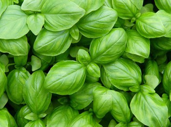 Agricoltura