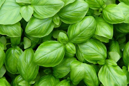 Agricoltura