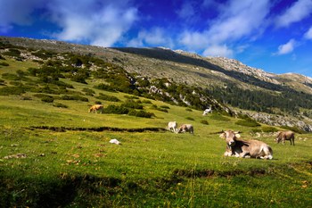 Fino al 15 maggio 2026 aperto il bando regionale da 5 milioni di euro per imprese custodi di agrobiodiversità