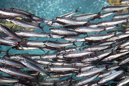 Acciughe sotto sale del Mar Ligure IGP