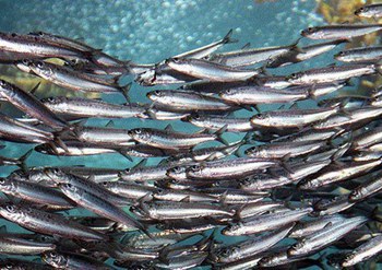 Acciughe sotto sale del Mar Ligure IGP