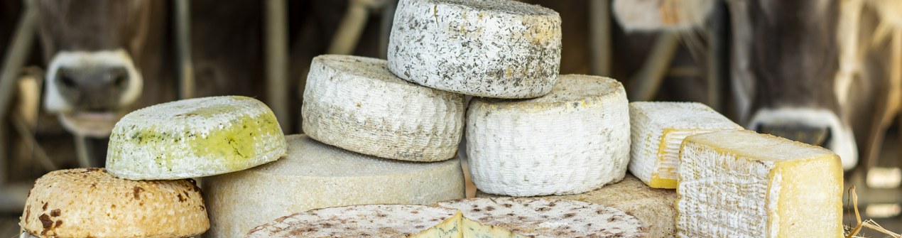Formaggi delle valli genovesi