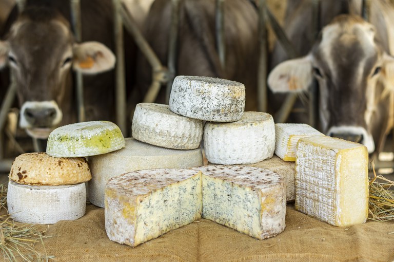 Formaggi delle valli genovesi